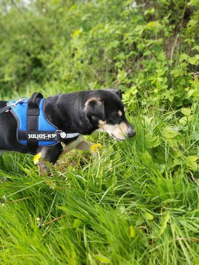 Hundetreffen-Gassi Treffen-Bild