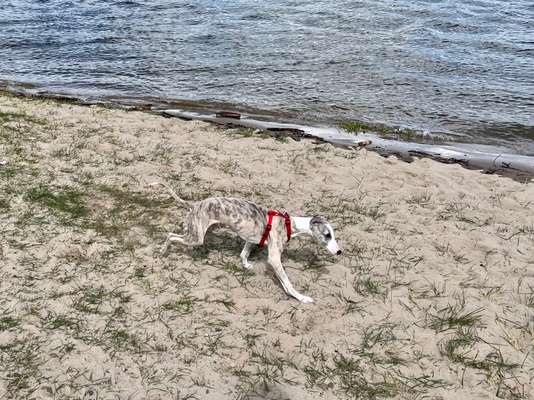Windhundtreffen - PLZ-Beitrag-Bild