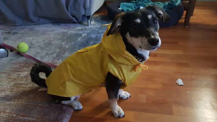 eure Spitznamen für die Vierbeiner-Beitrag-Bild