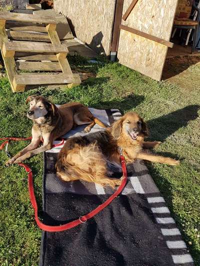 Dogorama Photo Challenge - Die besten Hundebuddys-Beitrag-Bild