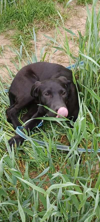 Labradorfans-Beitrag-Bild