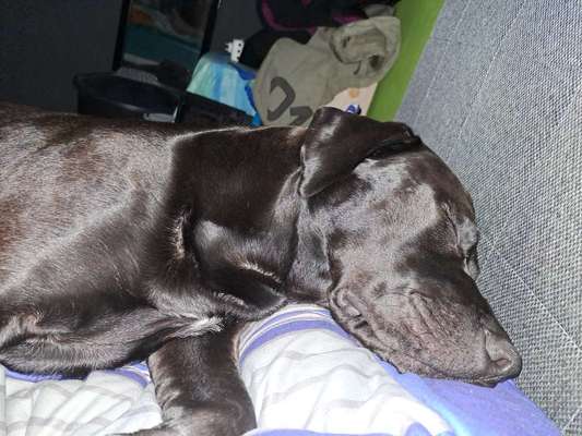 Labradorfans-Beitrag-Bild