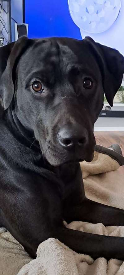 Labradorfans-Beitrag-Bild