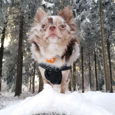 Hundetreffen-Gassi Runde in Erfurt Nord