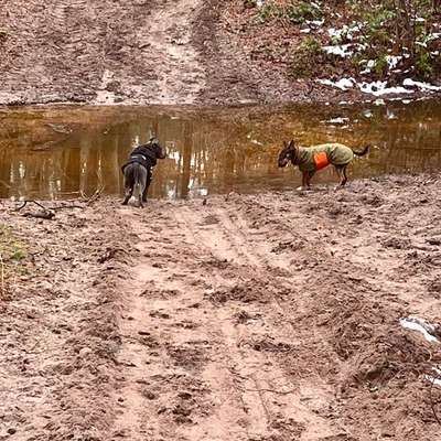 Hundeauslaufgebiet-Am Lahrberg-Bild