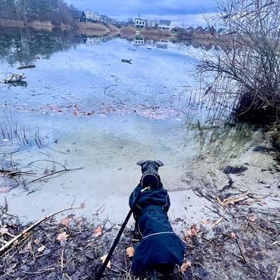 Hundetreffen-Playdate-Bild