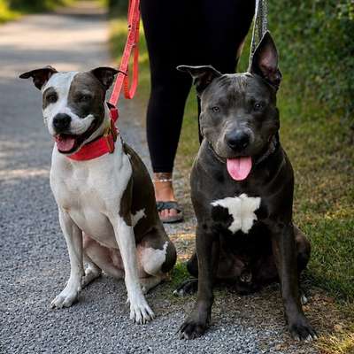 🔎 GESUCHT: Geschwister & Halbgeschwister von Harley & Sky! 🐾-Beitrag-Bild