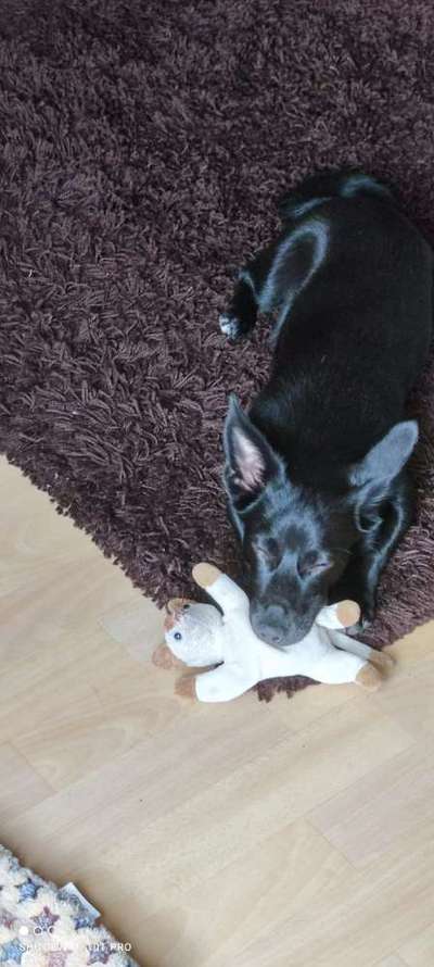 Pubertät Eures Vierbeiners-Beitrag-Bild