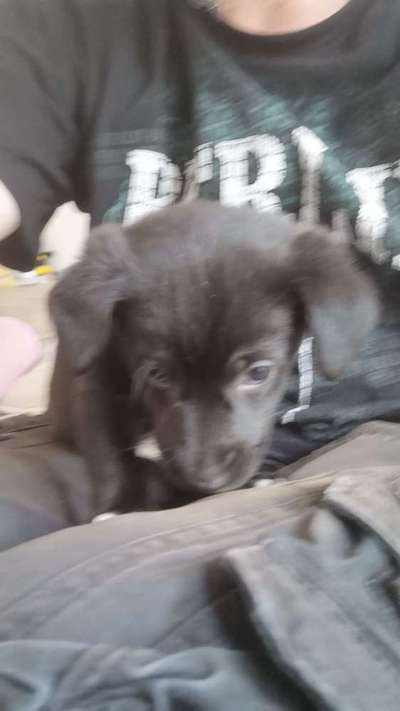 Welpen Bilder !-Beitrag-Bild