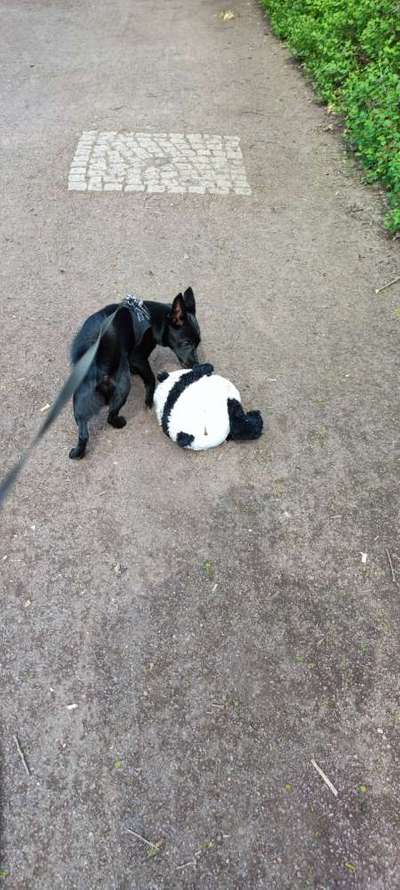 Hundetreffen-Junghunde Spielrunde Hundeplatz Rummelsburg-Bild