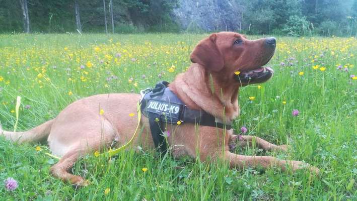 Die Dogorama Monats Challenge "Es grünt und blüht"-Beitrag-Bild