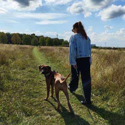 Hundetreffen-Training, Spazieren und spielen-Bild