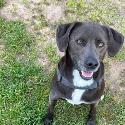 Hundetreffen-Spielgefährte für Karli-Bild