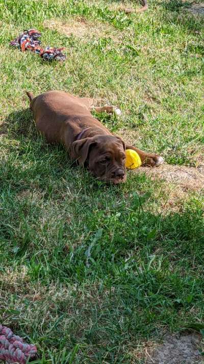 Old English Bulldog-Beitrag-Bild