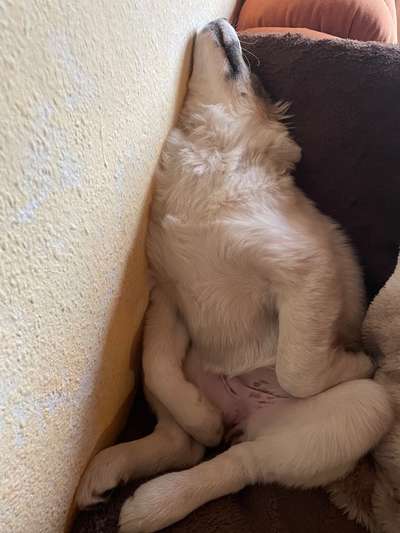 Fotosammlung: ,,Der natürliche Hund" Unbearbeitet, ungestellt und in Natura-Beitrag-Bild