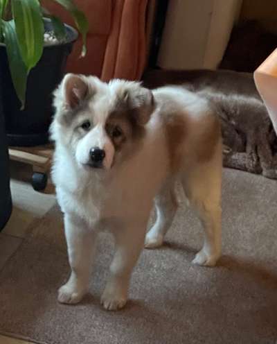 Welpen Bilder !-Beitrag-Bild