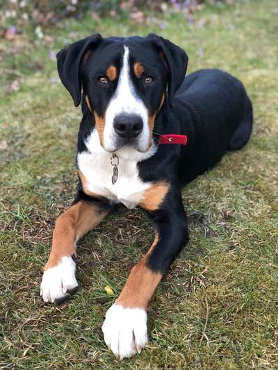 Weitere Große Schweizer Sennenhunde (oder andere große Rassen) hier?-Beitrag-Bild