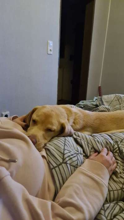 Buddy springt, schnappt und bellt meine Frau an.-Beitrag-Bild