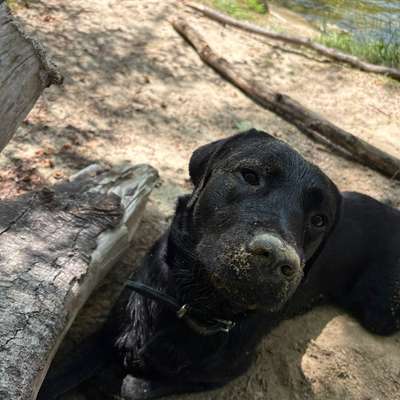 Hundetreffen-Playdate/ Spielen & Toben oder Lernen & Spielen-Bild