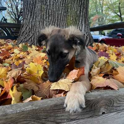 Hundetreffen-Silken Windsprite (~10 Wochen) sucht Spielpartner im Englischen Garten-Bild