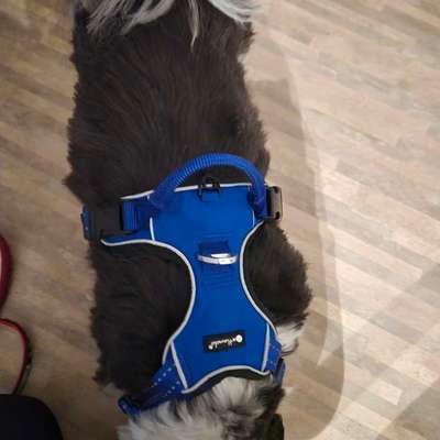 Wie sitzt mein Geschirr?-Beitrag-Bild