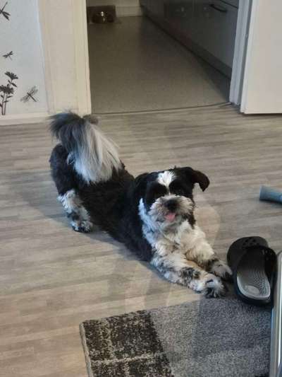 Mischlinge raten - Rätselspaß-Beitrag-Bild