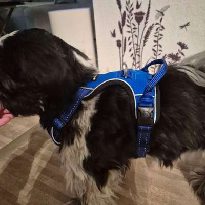 Wie sitzt mein Geschirr?-Beitrag-Bild