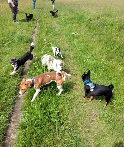 Hundetreffen-Gassirunde-Bild