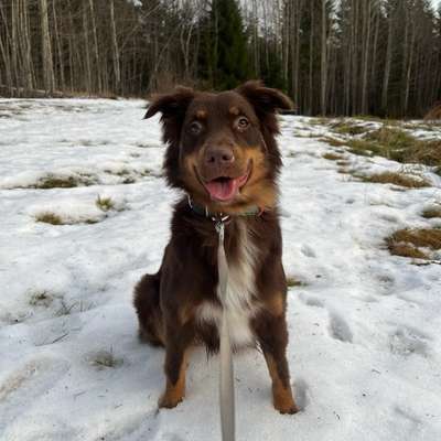 Hundetreffen-Spiel- und Gassitreffen-Bild