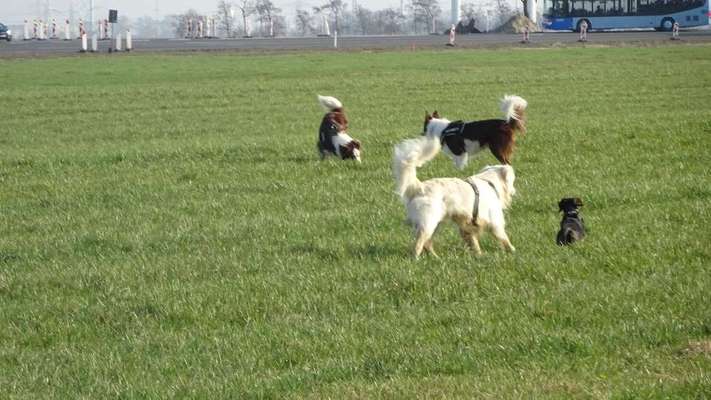 Hundetreffen-Hundetreffen für alle Hunde 🤗-Bild