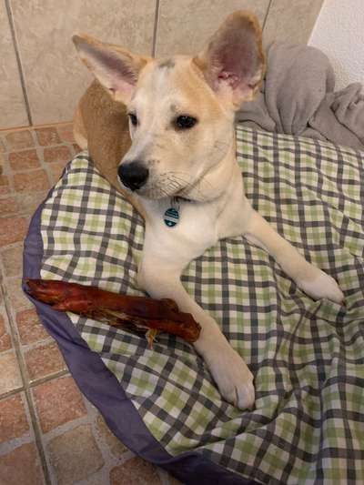 Welpen Bilder !-Beitrag-Bild