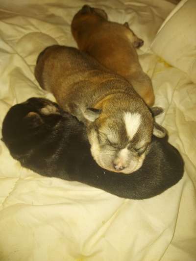 Welpen Bilder !-Beitrag-Bild