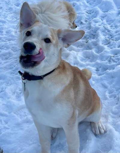 Labradorfans-Beitrag-Bild