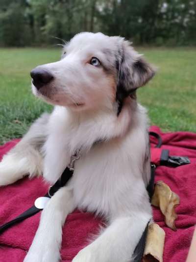 Dogorama Photo Challenge - Gassipause-Beitrag-Bild