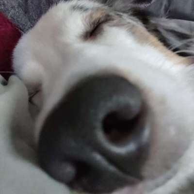 42. Handy Fotochallenge - Den richtigen Riecher haben-Beitrag-Bild