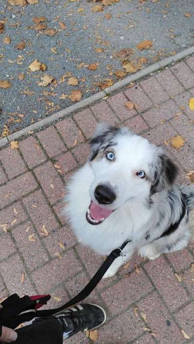 Handy Foto Challange Nr. 46  Happy Dog-Beitrag-Bild