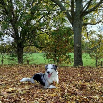 26. Farben Fotochallenge "Herbstfarben"-Beitrag-Bild