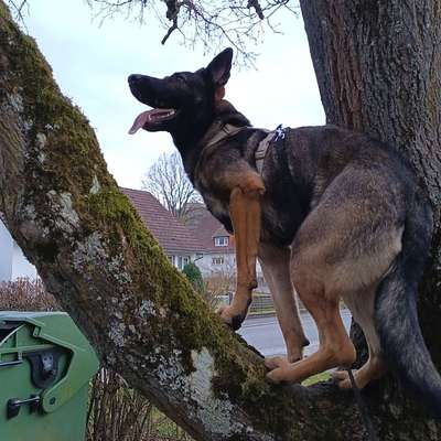 Hundetreffen-Zum gemeinsamen spazieren toben und spielen-Bild