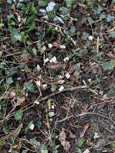 Giftköder-Kleingeschnittene Wurststücke-Bild