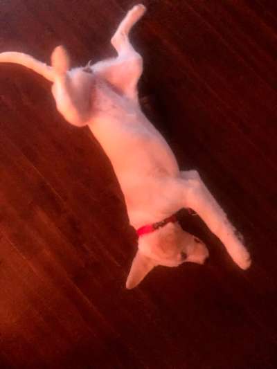 Agressive Gegenreaktionen trotz Unterwürfigkeit-Beitrag-Bild