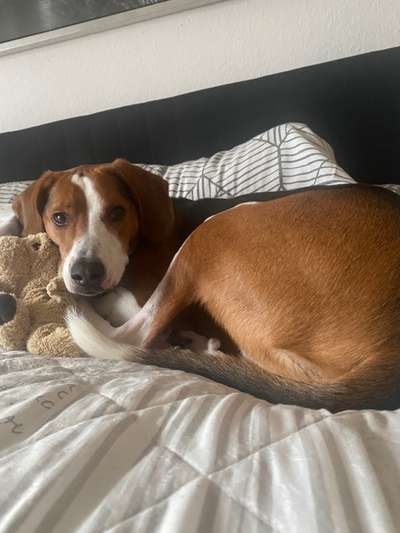 Darf der Hund bei Euch im Bett schlafen?-Beitrag-Bild