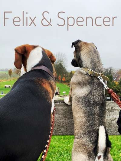 Dogorama Photo Challenge - Die besten Hundebuddys-Beitrag-Bild