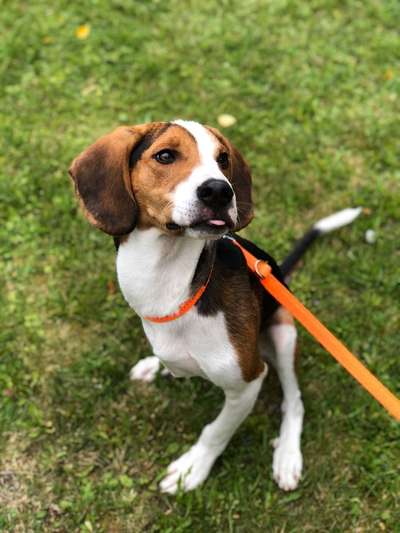 Welpen Bilder !-Beitrag-Bild