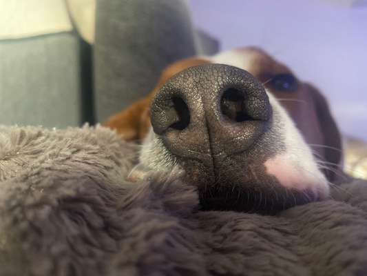 Zeigt mir die tollste Nahaufnahme von eurer Fellnase-Beitrag-Bild