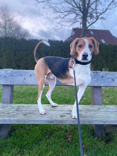 Wo habt ihr eure Hunde her ?-Beitrag-Bild