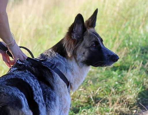 Hundetreffen-Gassirunde und Spieletreff-Bild