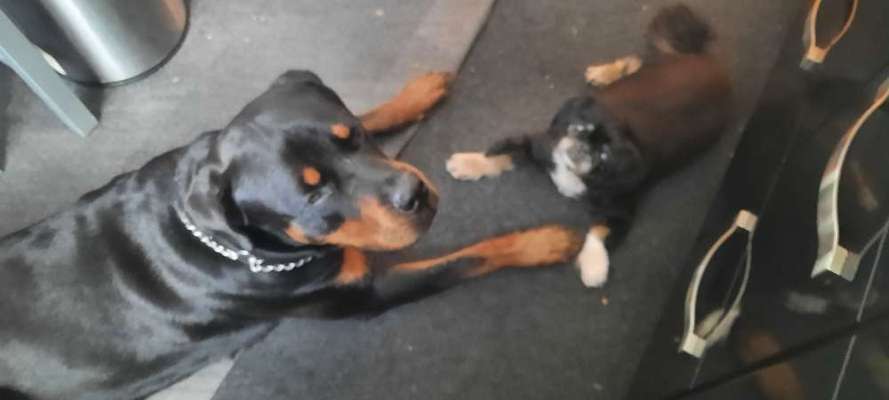 Die Dogorama Wochen Challenge "Friends will be Friends"-Beitrag-Bild