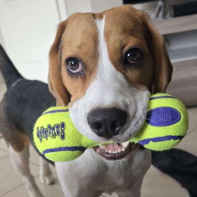 Hundetreffen-Hundefreunde zum Spielen, Gassigehen