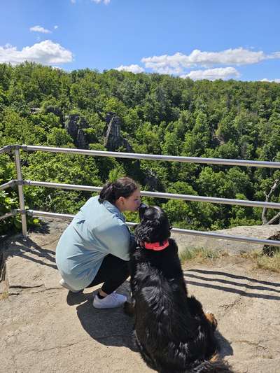 Hundetreffen-Berner Sennenhund oder Großhund-Treffen-Bild