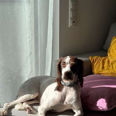 Hundetreffen-Wir suchen Freunde für unsere Hündin! 🐾-Bild
